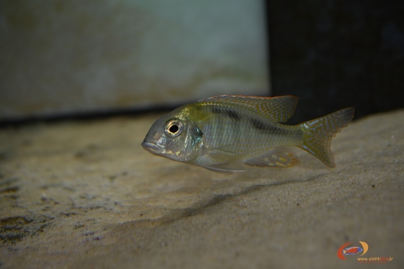 Lethrinops cf. furcifer 'Chirwa Island'